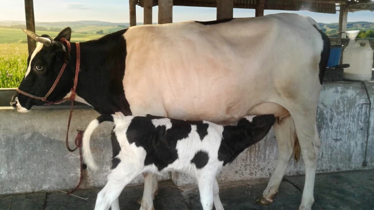 Cows in Farm
