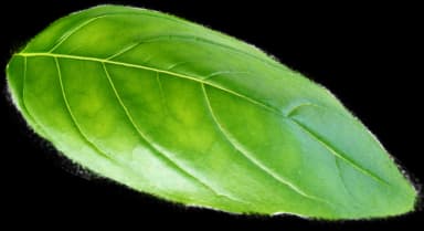 Basil