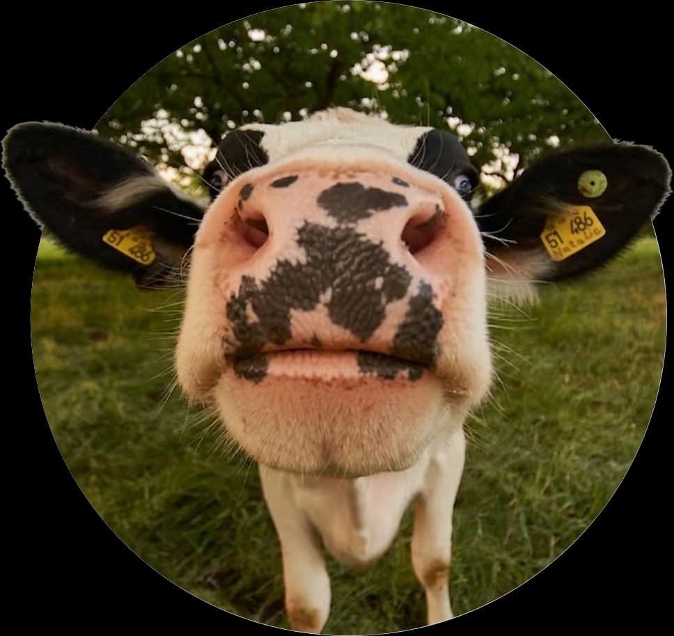 Brown Cow